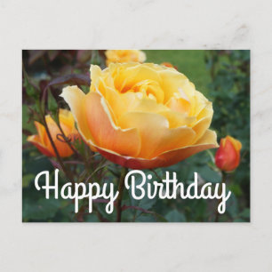 Happy Birthday About Face Rose #2 Postcard