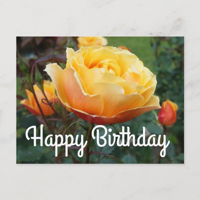 Happy Birthday About Face Rose #2 Postcard (Front)