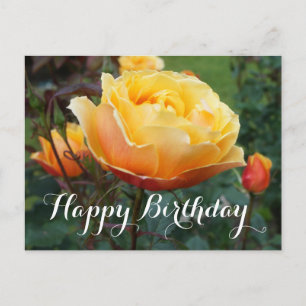 Happy Birthday About Face Rose #2 Postcard