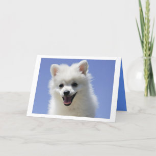 Happy Birthday American Eskimo Puppy Dog Card
