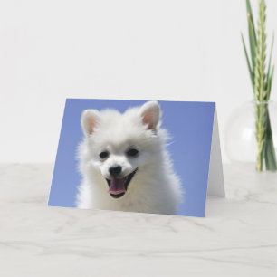 Happy Birthday American Eskimo Puppy Dog Card