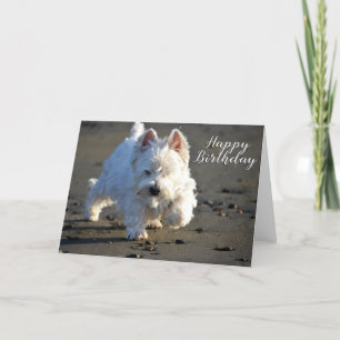 Happy Birthday Beachcombing Westie Photo Card