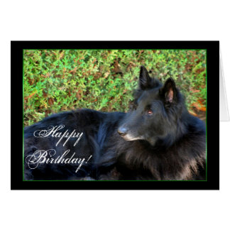 belgian shepherd groenendael for sale uk belgian shepherd gifts t shirts art posters u0026 other gift ideas belgian shepherd groenendael for sale uk belgian shepherd gifts t shirts art posters u0026 other gift ideas