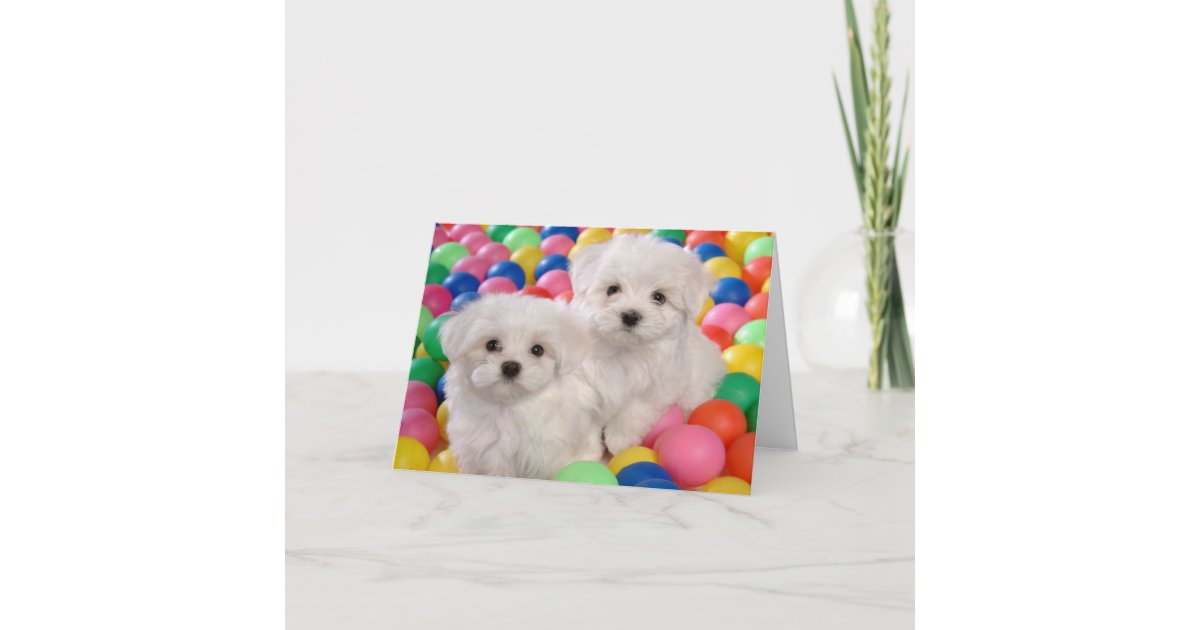 Happy Birthday Bichon  Frise White Puppy Dog Card Zazzle 