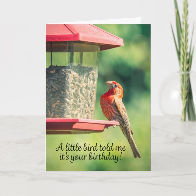 Happy Birthday Bird Poop Humour Holiday Card (Front)