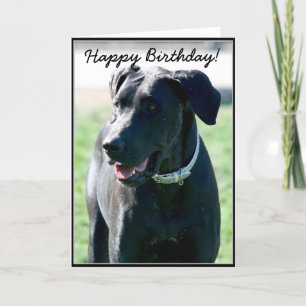 Happy Birthday Black Great  Dane greeting card