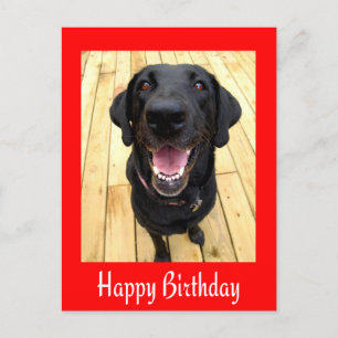 Happy Birthday Black Labrador Retriever  Post Card