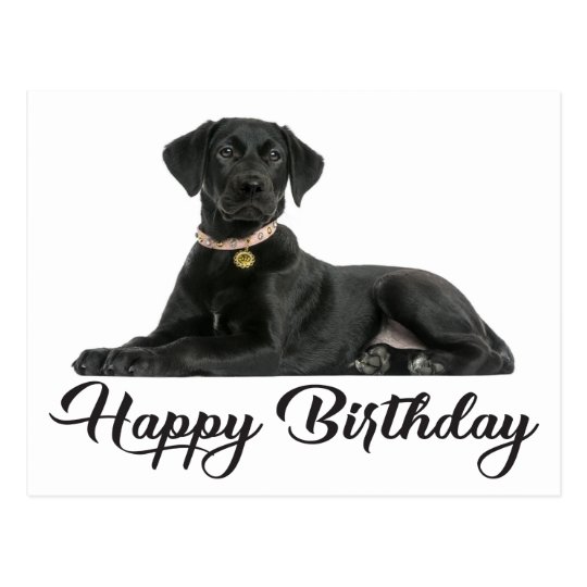 Happy Birthday Black Labrador Retriever Puppy Dog Postcard | Zazzle.co.uk