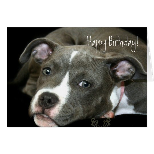 Happy Birthday Blue Pitbull Puppy greeting card | Zazzle.co.uk