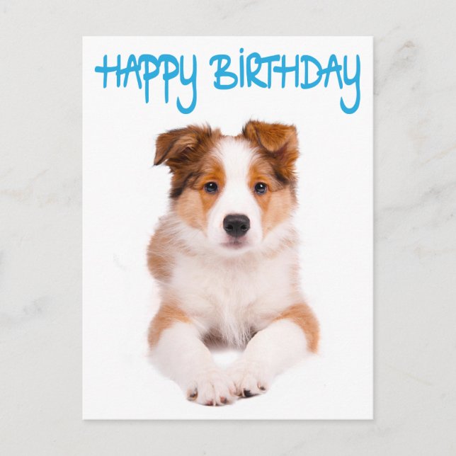 Happy Birthday Border Collie Puppy Dog Post Card (Front)