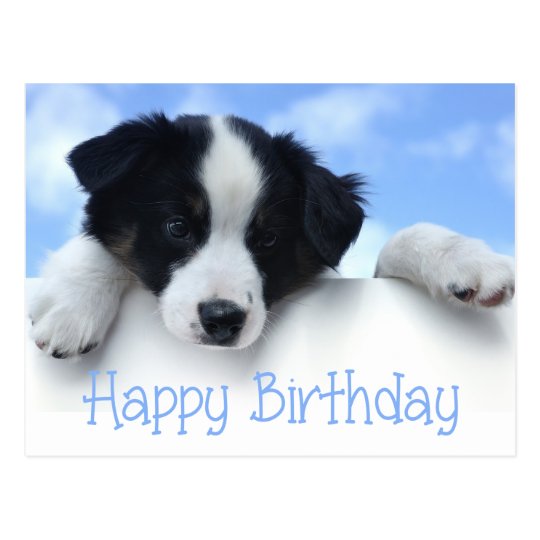 Happy Birthday Border Collie Puppy Dog Post Card Zazzle Co Uk