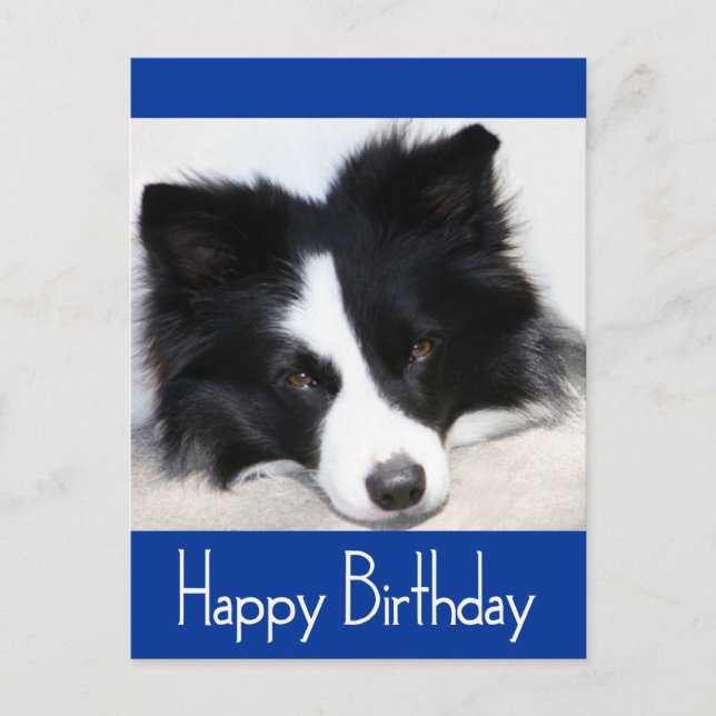 Happy Birthday Border Collie Puppy Dog Post Card (Front)