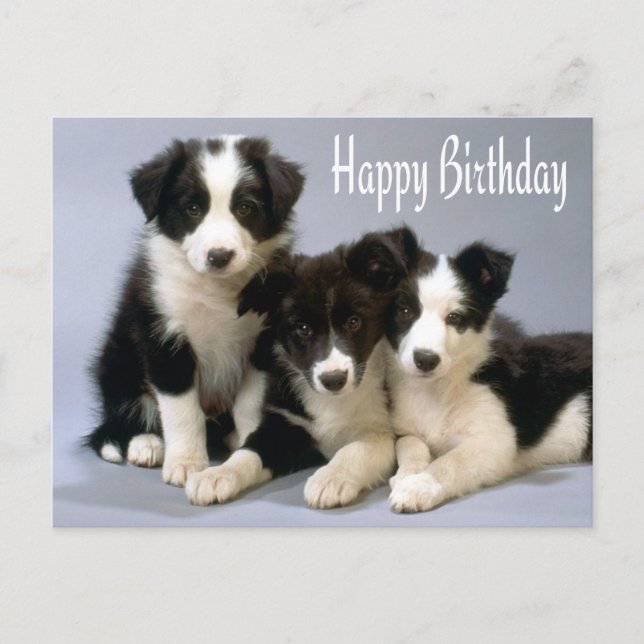 Happy Birthday Border Collie Puppy Dog Post Card (Front)