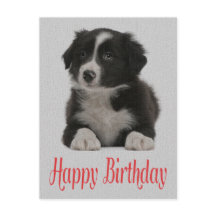 Happy Birthday Border Collie Puppy Dog Post Card