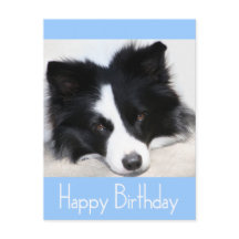 Happy Birthday Border Collie Puppy Dog Post Card