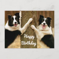 Happy Birthday Border Collie Puppy Dog Rustic