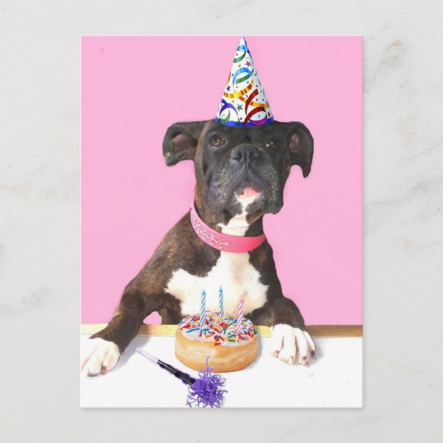 Happy Birthday Boxer dog postcard (Front)
