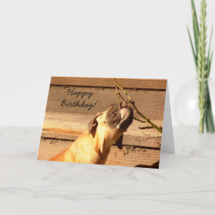 Happy Birthday Boxer puppy greeting card