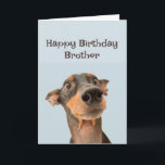 Happy Birthday Brother Fun Dog Grumpy Old Man Card<br><div class="desc">Happy Birthday Grumpy Old Man Brother  cute traumatised looking dog</div>