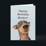 Happy Birthday Brother Funny Dog Humour Card<br><div class="desc">Happy Birthday Brother we've been through a lot together and most of it was your fault.  cute traumatised looking dog</div>