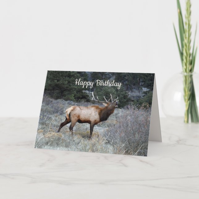 Happy Birthday, Bull Elk Bugling Card (Front)