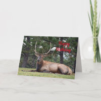Happy Birthday, Bull Elk Resting
