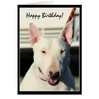 Resultado de imagen para Bull terrier dog, related cards