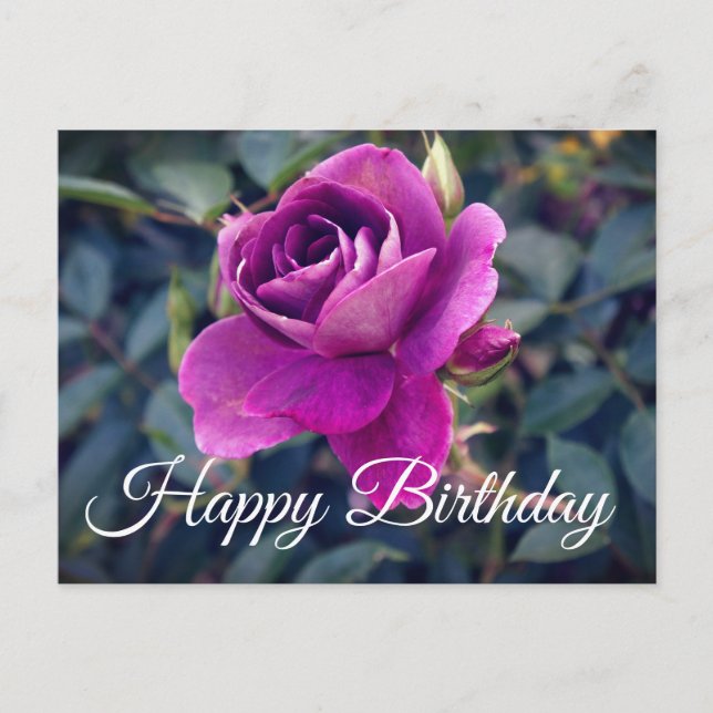 Happy Birthday Burgundy Iceberg Rose #2 Postcard (Front)