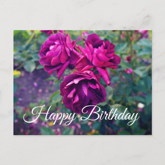 Happy Birthday Burgundy Iceberg Rose #3-2 Postcard (Front)