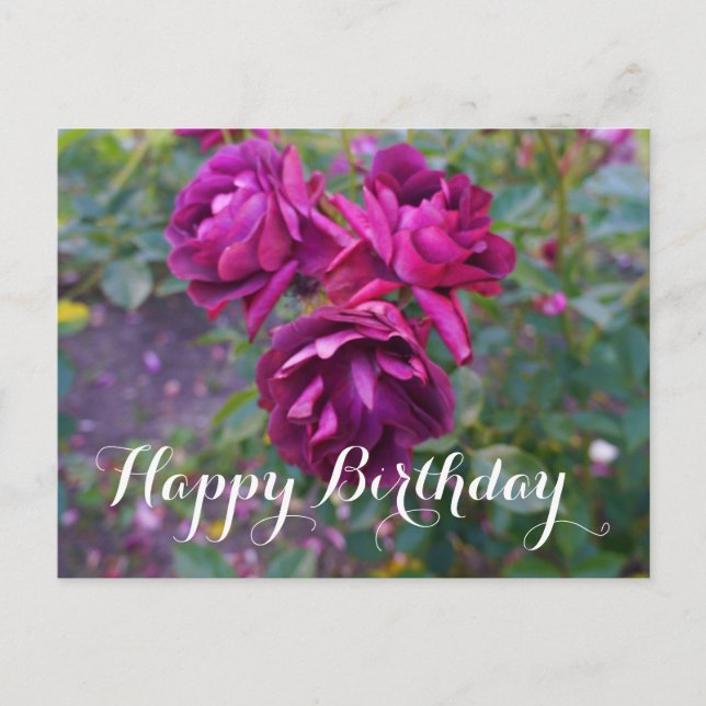 Happy Birthday Burgundy Iceberg Rose #3 Postcard (Front)