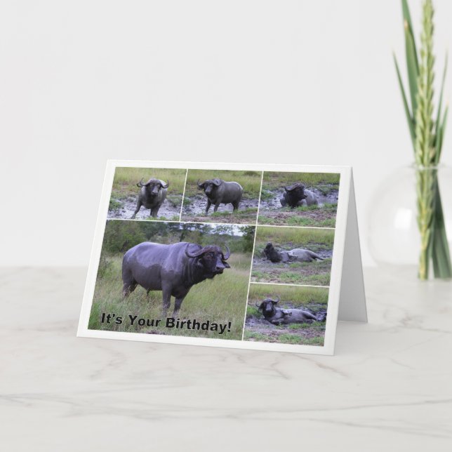 Happy Birthday Cape Buffalo Mud Bath Card (Front)