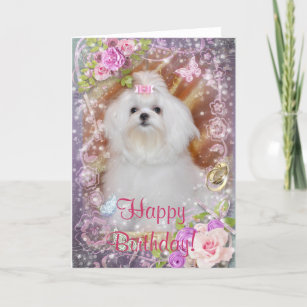 Maltese Birthday Cards | Zazzle UK
