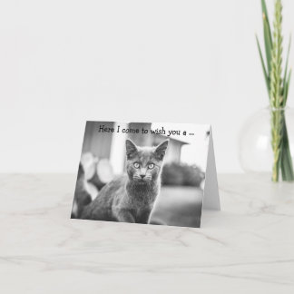 Happy Birthday Card: Gray Cat Card