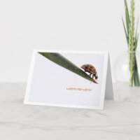 Happy Birthday Card Ladybird