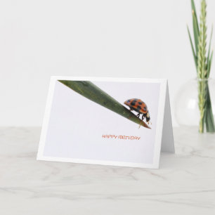 Happy Birthday Card Ladybird