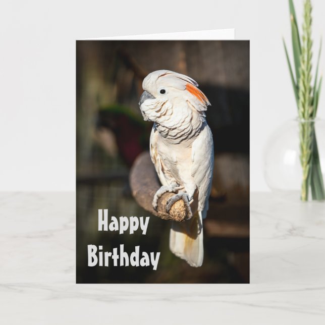Happy Birthday card Moluccan cockatoo (Front)