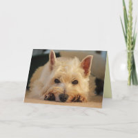 Happy Birthday Card - Westie Card