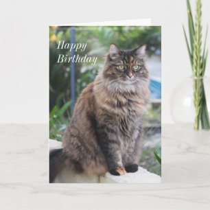 Happy Birthday. Card with beautiful cat picture.