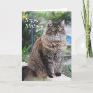 Happy Birthday. Card with beautiful cat picture.