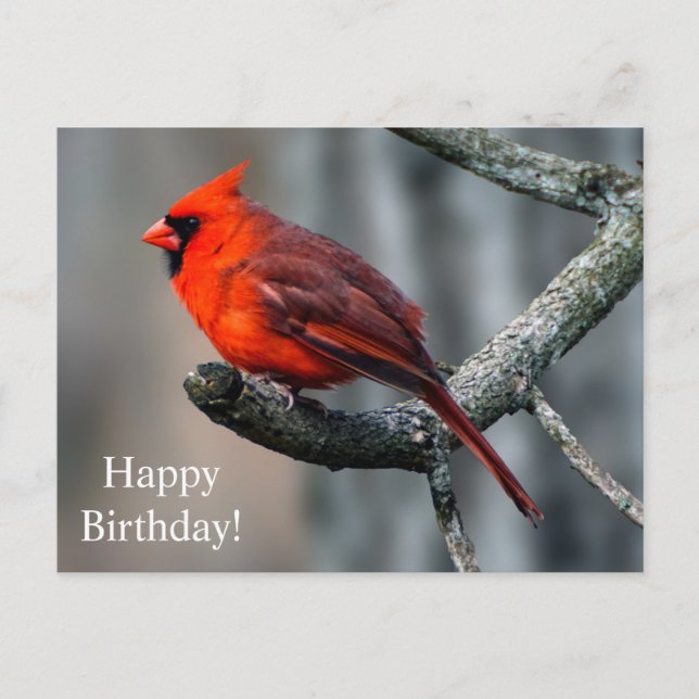 Happy Birthday Cardinal Postcard (Front)