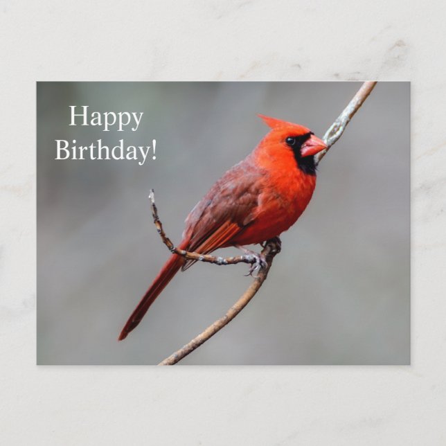 Happy Birthday Cardinal Postcard (Front)