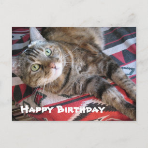 Happy Birthday Cat Postcard