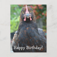 Happy Birthday Chicken... Partridge Cochin Postcar