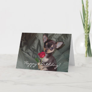 Happy Birthday Chihuahua Puppy Card