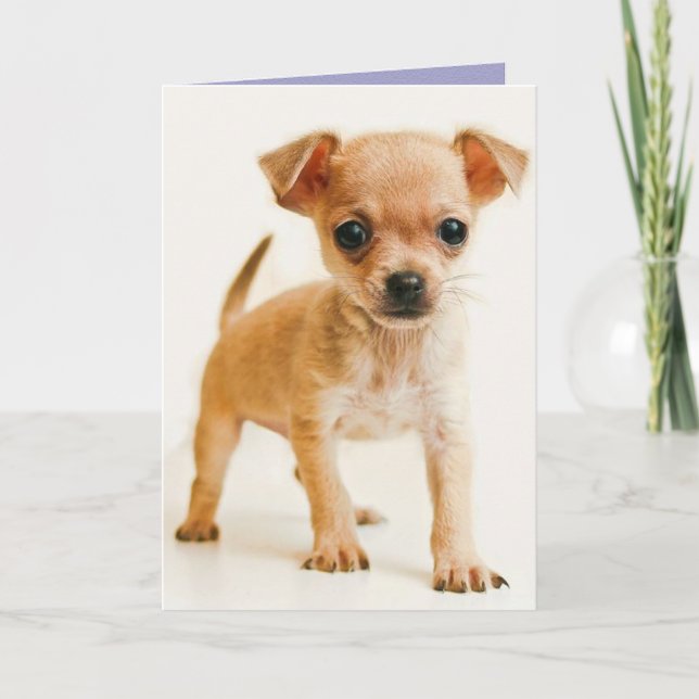 Happy Birthday Chihuahua Puppy Dog Greeting Card (Front)