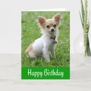 Happy Birthday Chihuahua Puppy Green Greeting Card