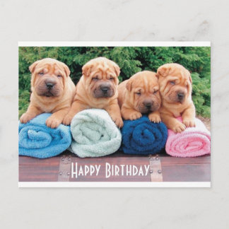 Happy Birthday Chinese Shar Pei Puppy Dog Postcard