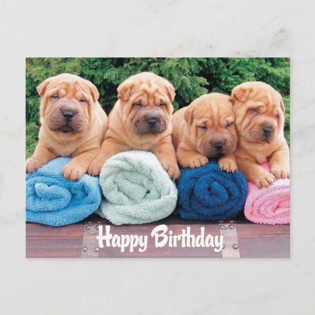 Happy Birthday Chinese Shar Pei Puppy Dog Postcard (Front)