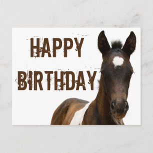 Happy Birthday Colt Horse Postcard
