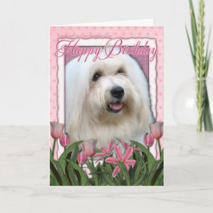 Happy Birthday - Coton de Tulear Card